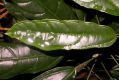 image of Pavonia multiflora