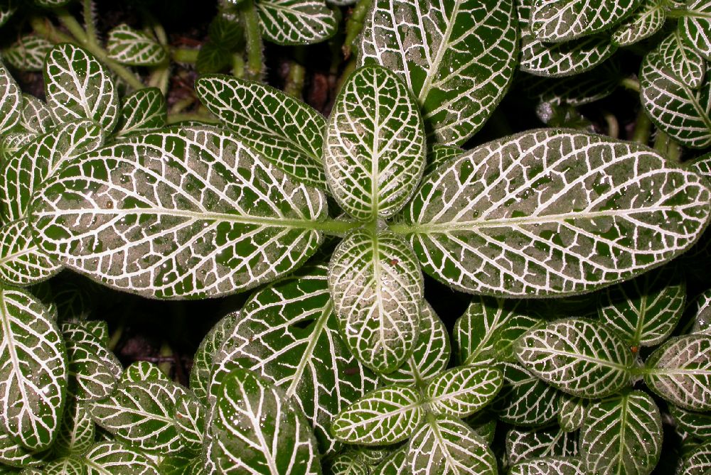 Acanthaceae Fittonia albivenis
