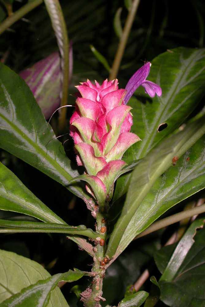 Acanthaceae Justicia scheidweileri
