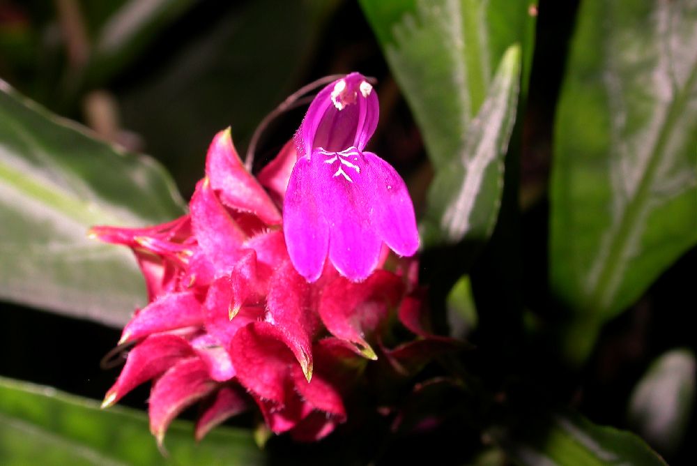 Acanthaceae Justicia scheidweileri
