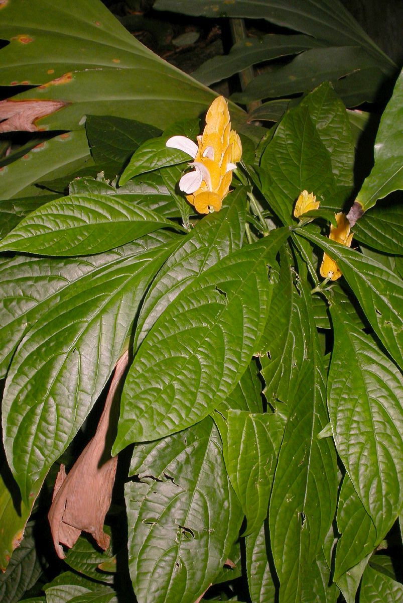 Acanthaceae Pachystachys lutea