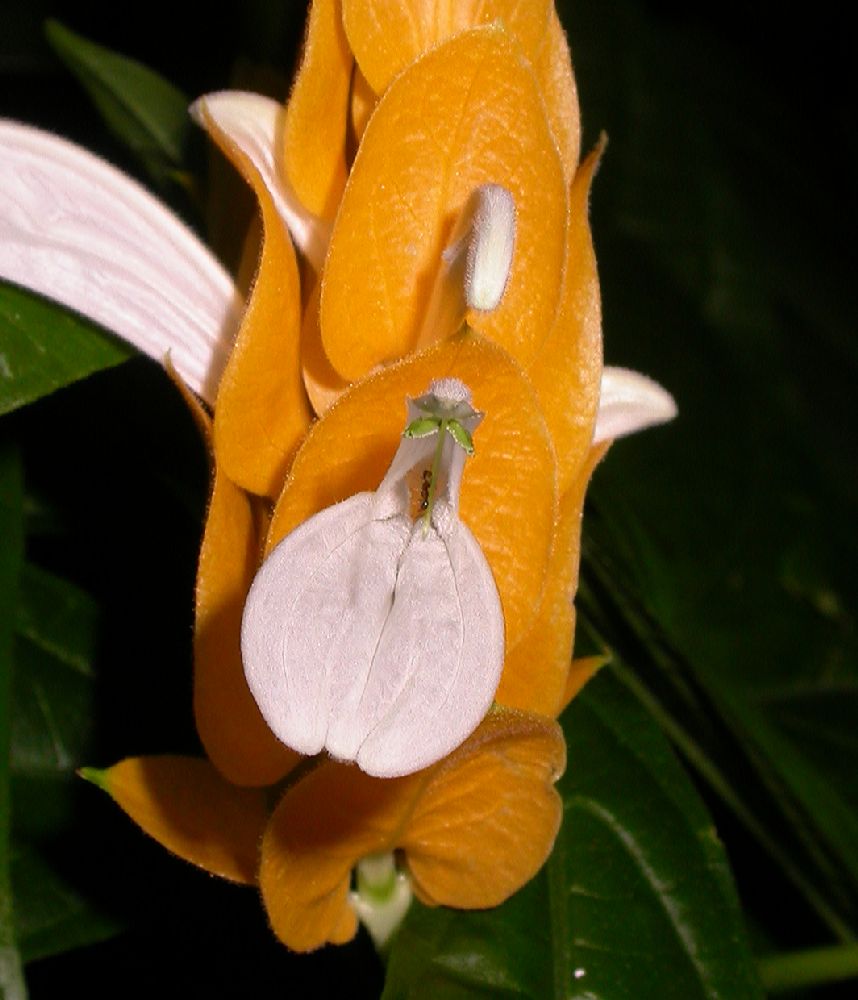 Acanthaceae Pachystachys lutea