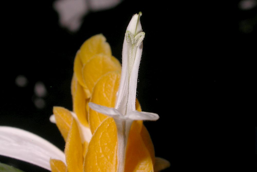 Acanthaceae Pachystachys lutea
