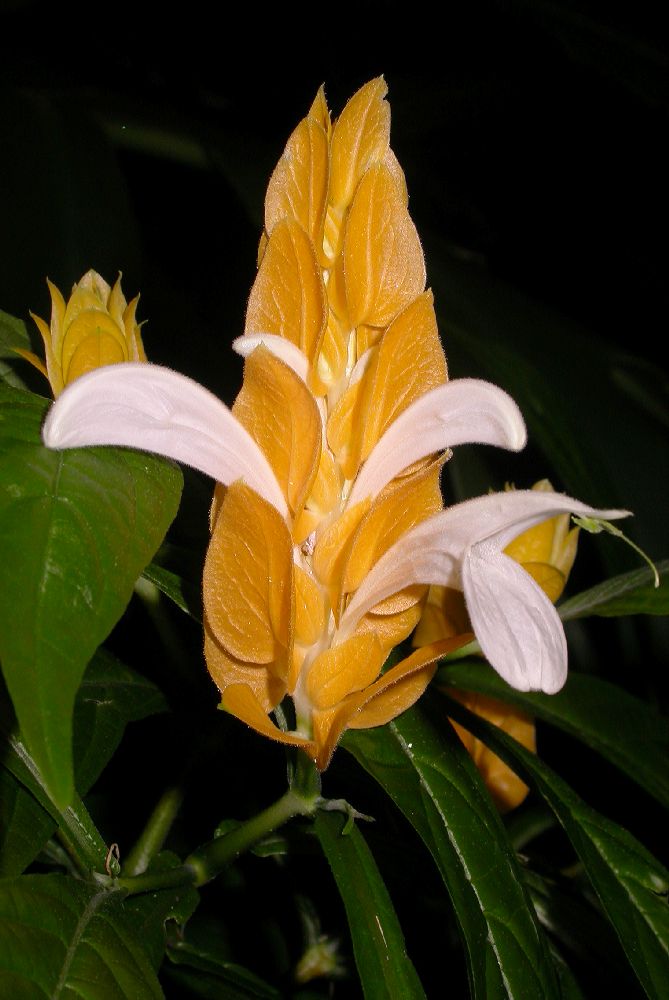 Acanthaceae Pachystachys lutea