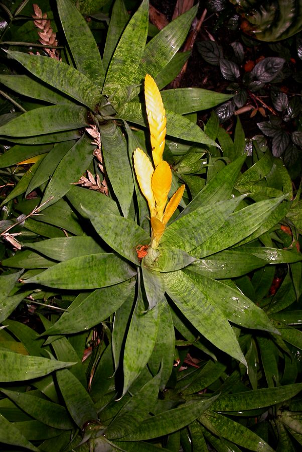 Bromeliaceae Vriesea ospinae