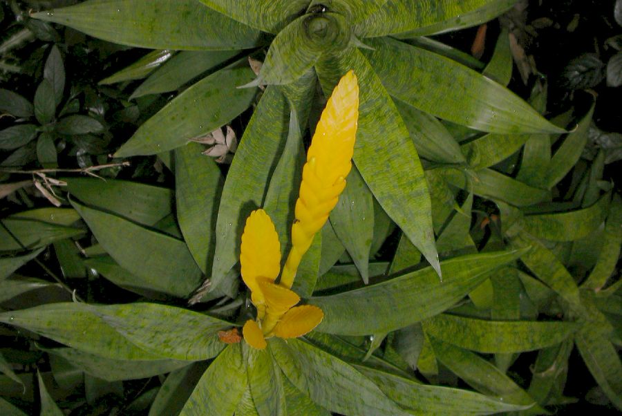 Bromeliaceae Vriesea ospinae