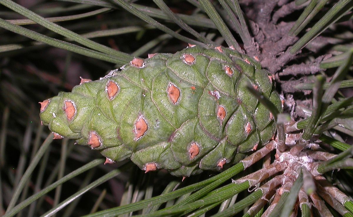Pinaceae Pinus tabulaeformis