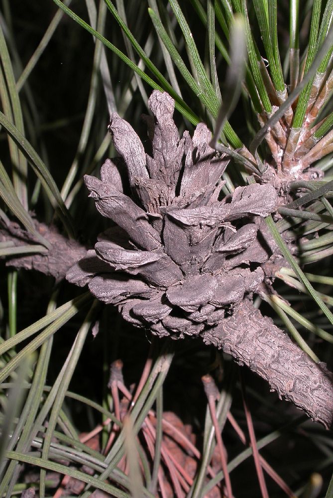Pinaceae Pinus tabulaeformis