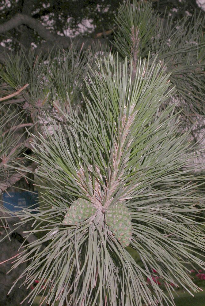 Pinaceae Pinus tabulaeformis
