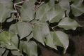 image of Syringa oblata