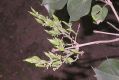 image of Syringa oblata