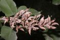 image of Syringa oblata