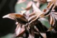 image of Syringa oblata