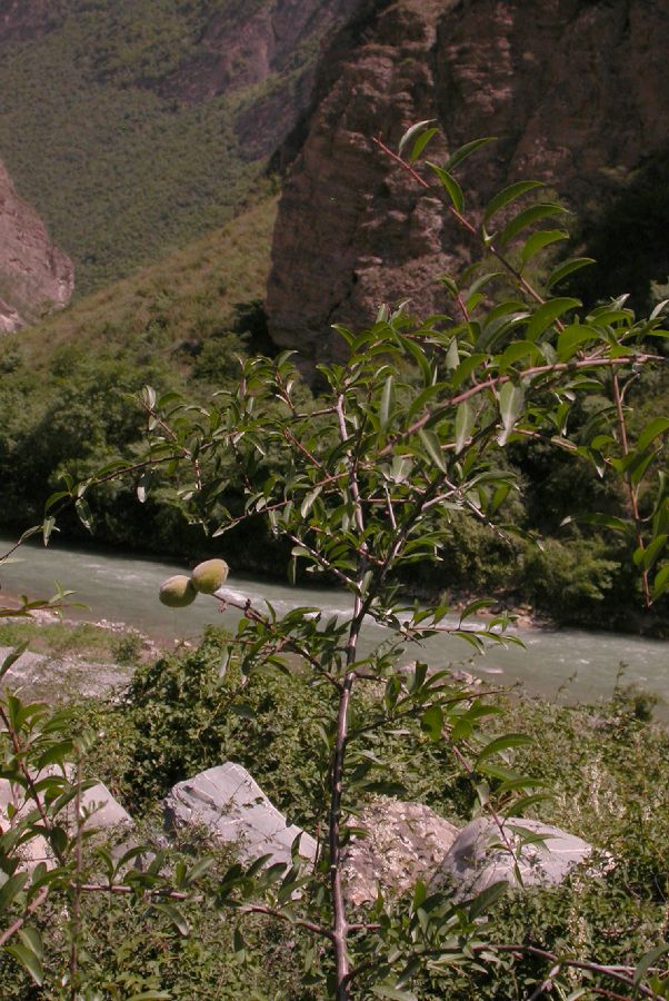 Rosaceae Prunus tangutica