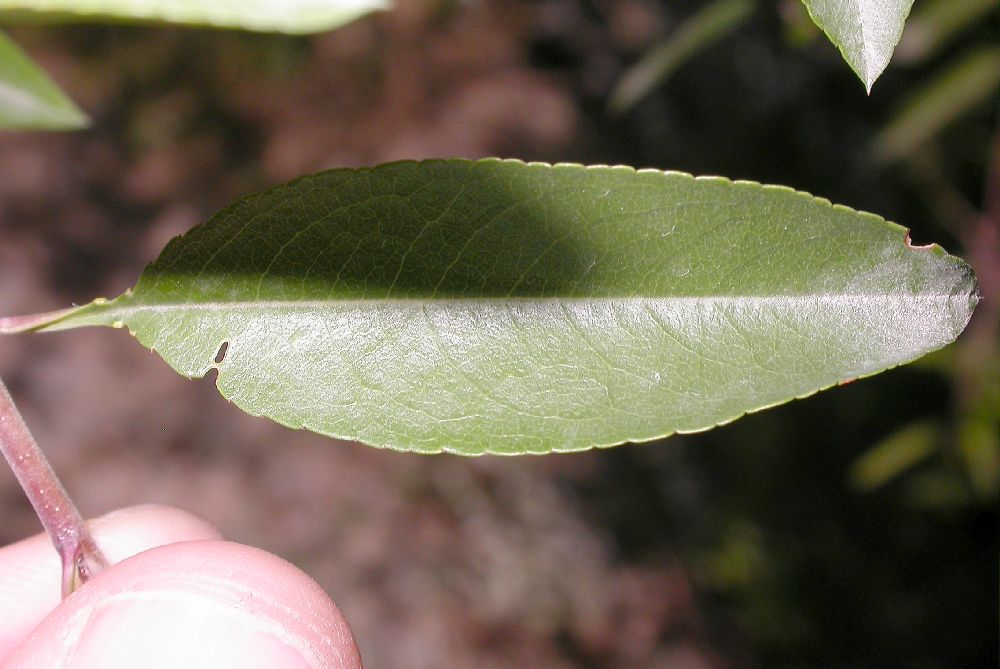 Rosaceae Prunus tangutica