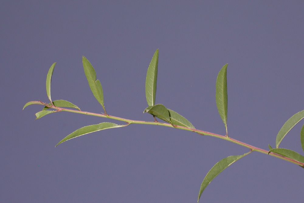 Rosaceae Prunus tangutica