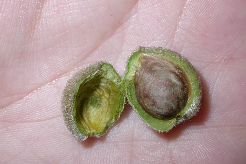 Rosaceae Prunus tangutica