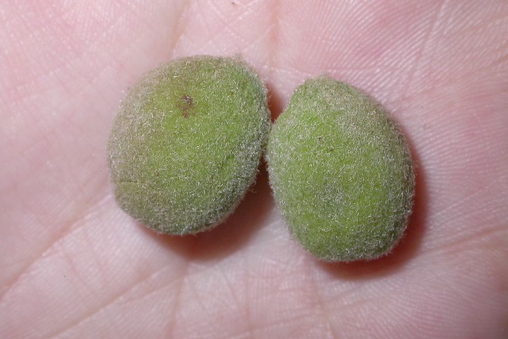 Rosaceae Prunus tangutica
