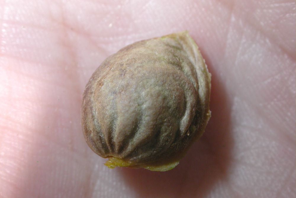 Rosaceae Prunus tangutica