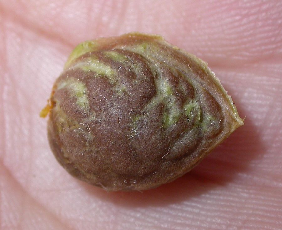 Rosaceae Prunus tangutica