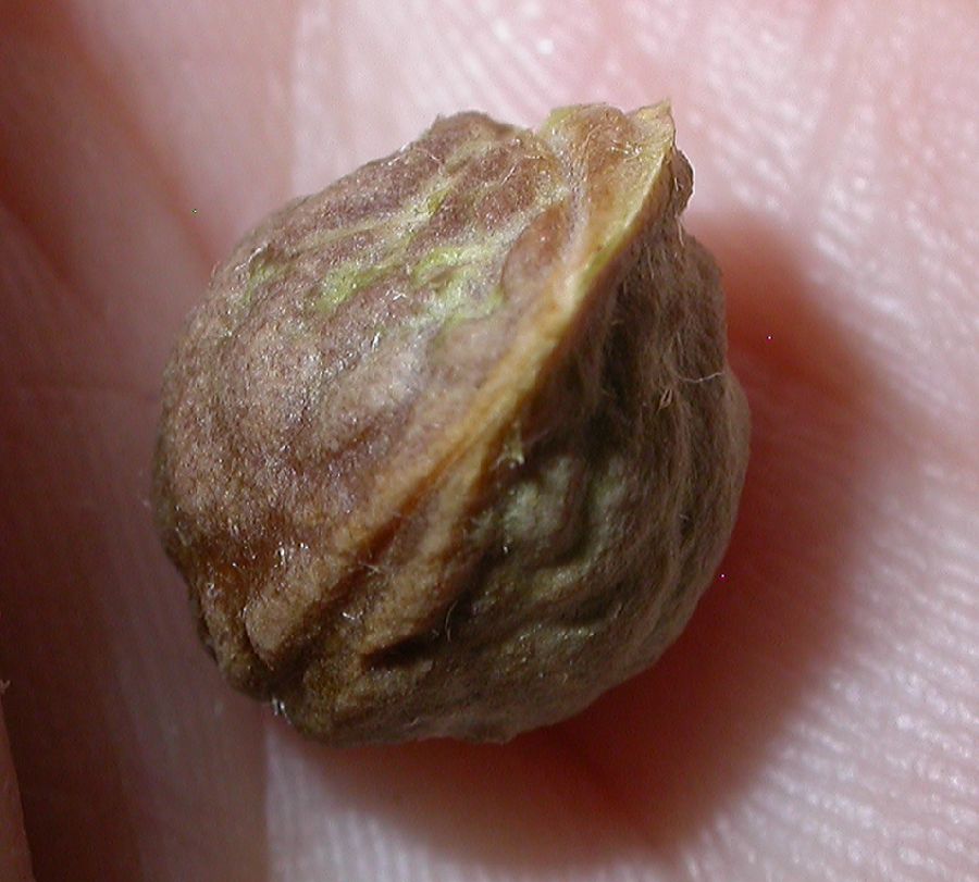 Rosaceae Prunus tangutica