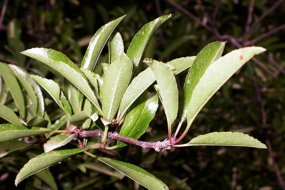 Rosaceae Prunus tangutica