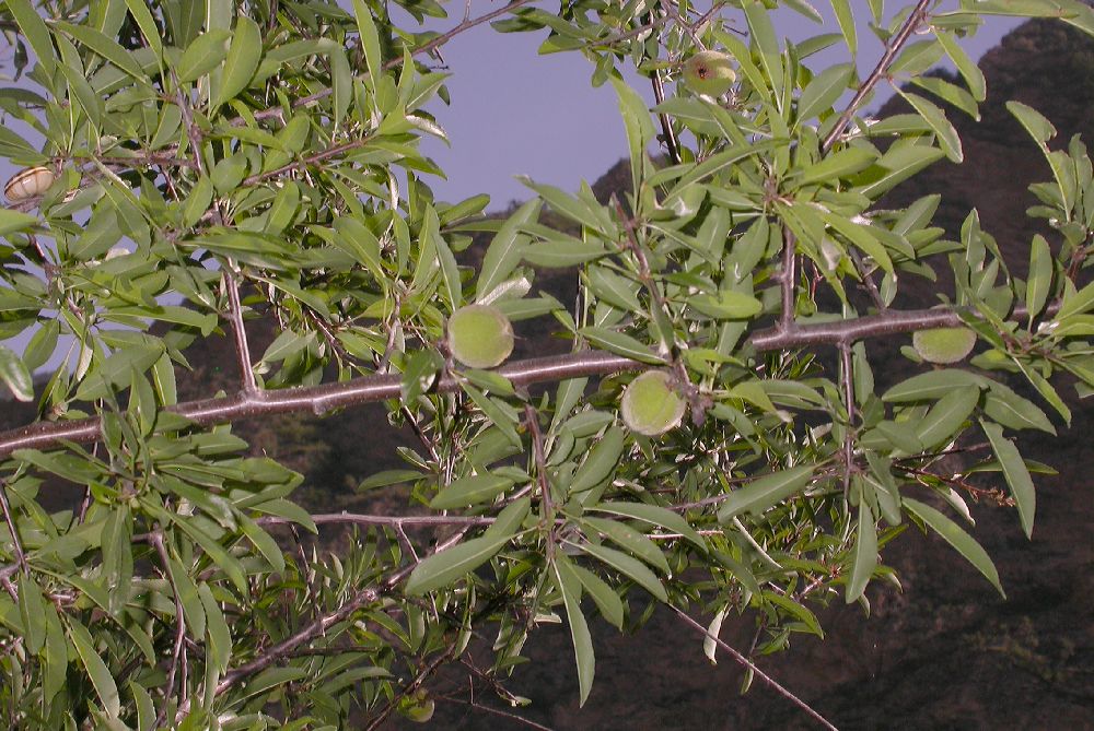 Rosaceae Prunus tangutica