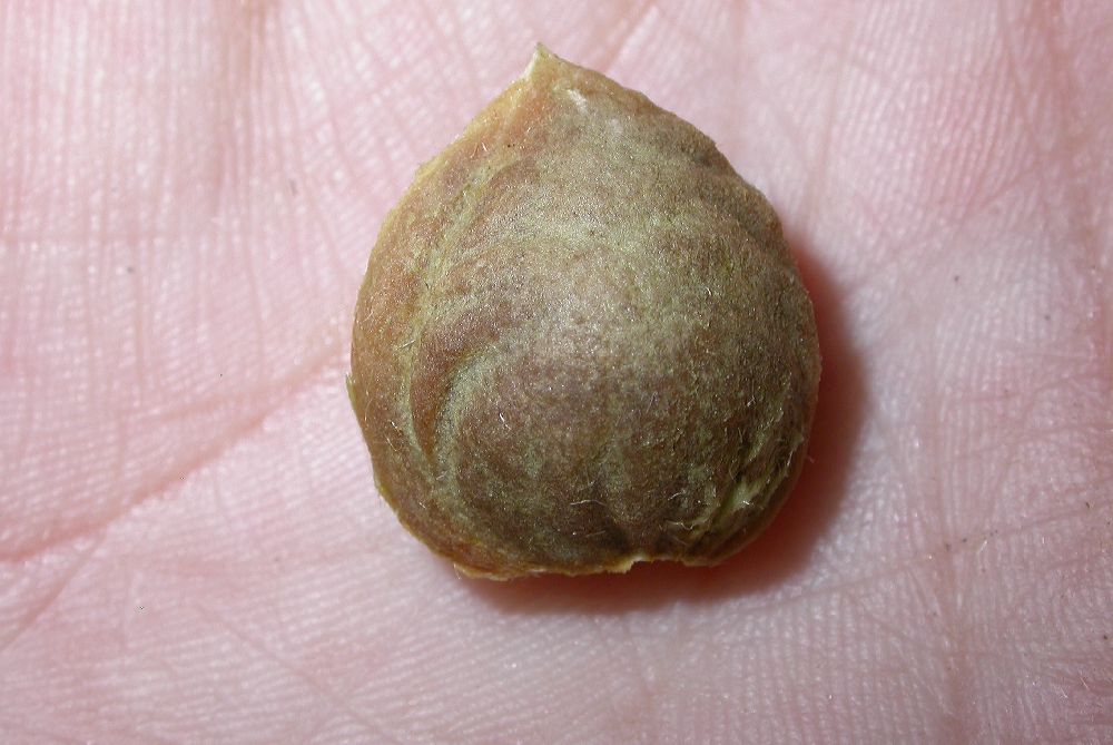 Rosaceae Prunus tangutica