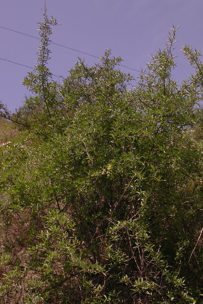 Rosaceae Prunus tangutica