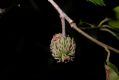 image of Quercus 