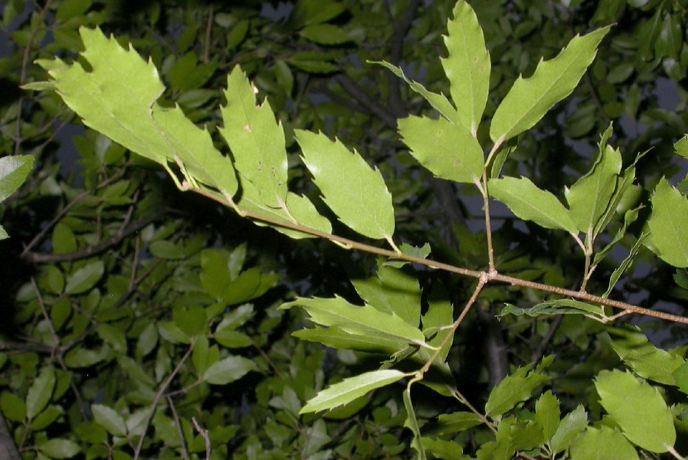 Fagaceae Quercus 