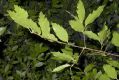 image of Quercus 