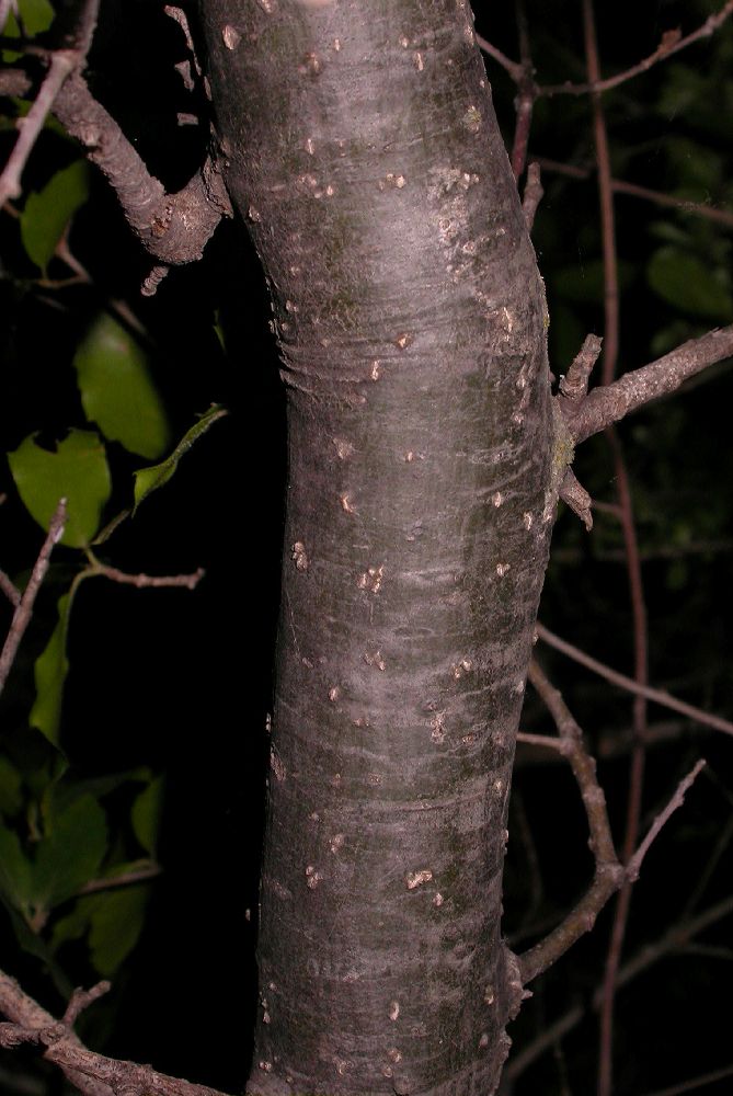 Fagaceae Quercus 