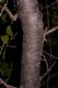 image of Quercus 