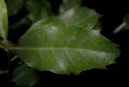 image of Quercus 