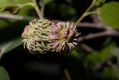 image of Quercus 