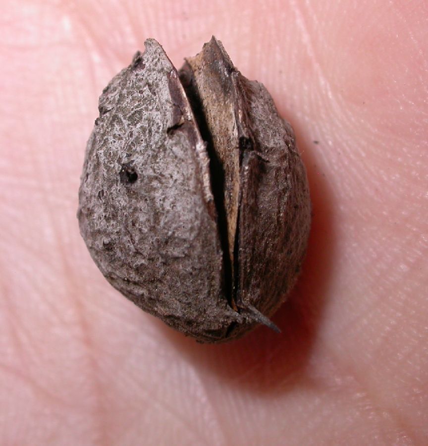 Rosaceae Prunus tangutica