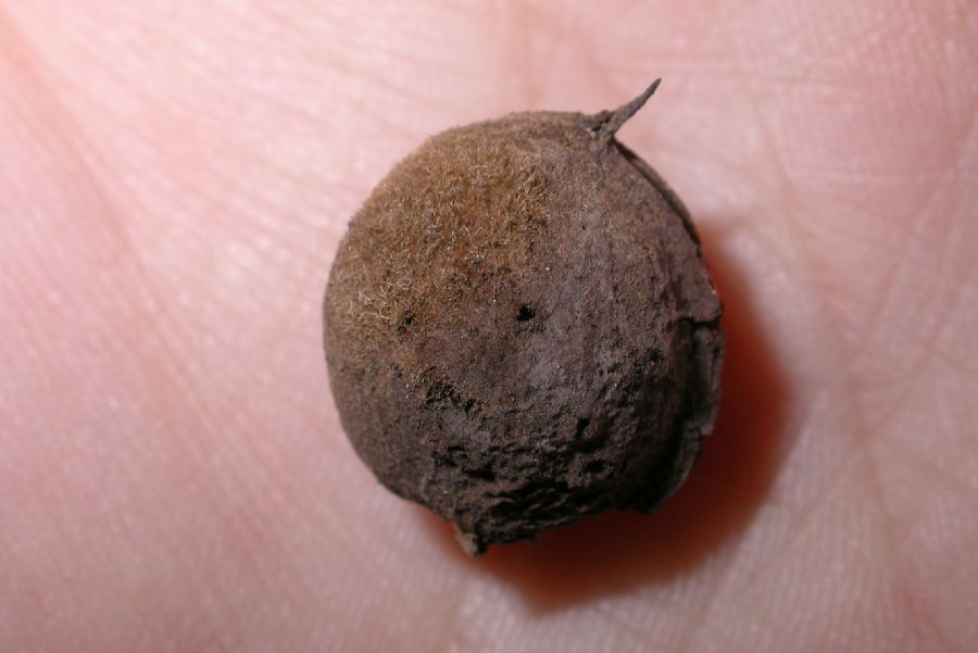 Rosaceae Prunus tangutica
