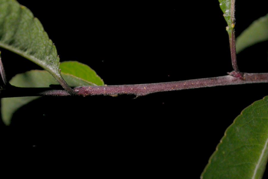 Rosaceae Prunus tangutica