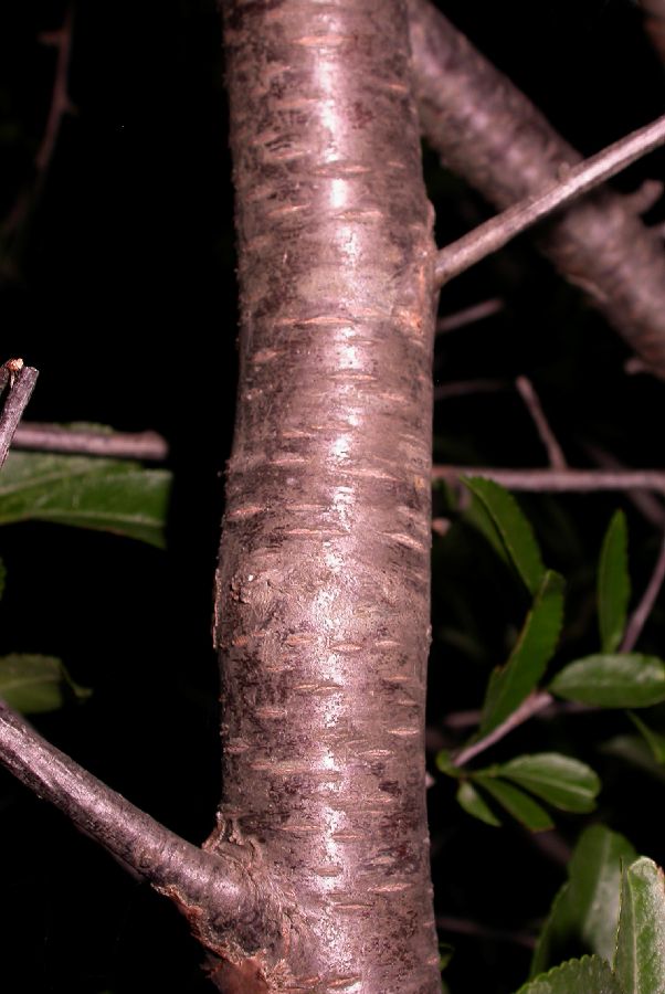 Rosaceae Prunus tangutica
