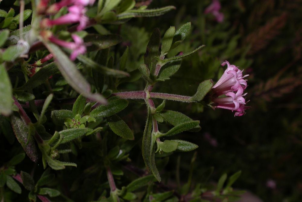 Rubiaceae Putoria calabrica