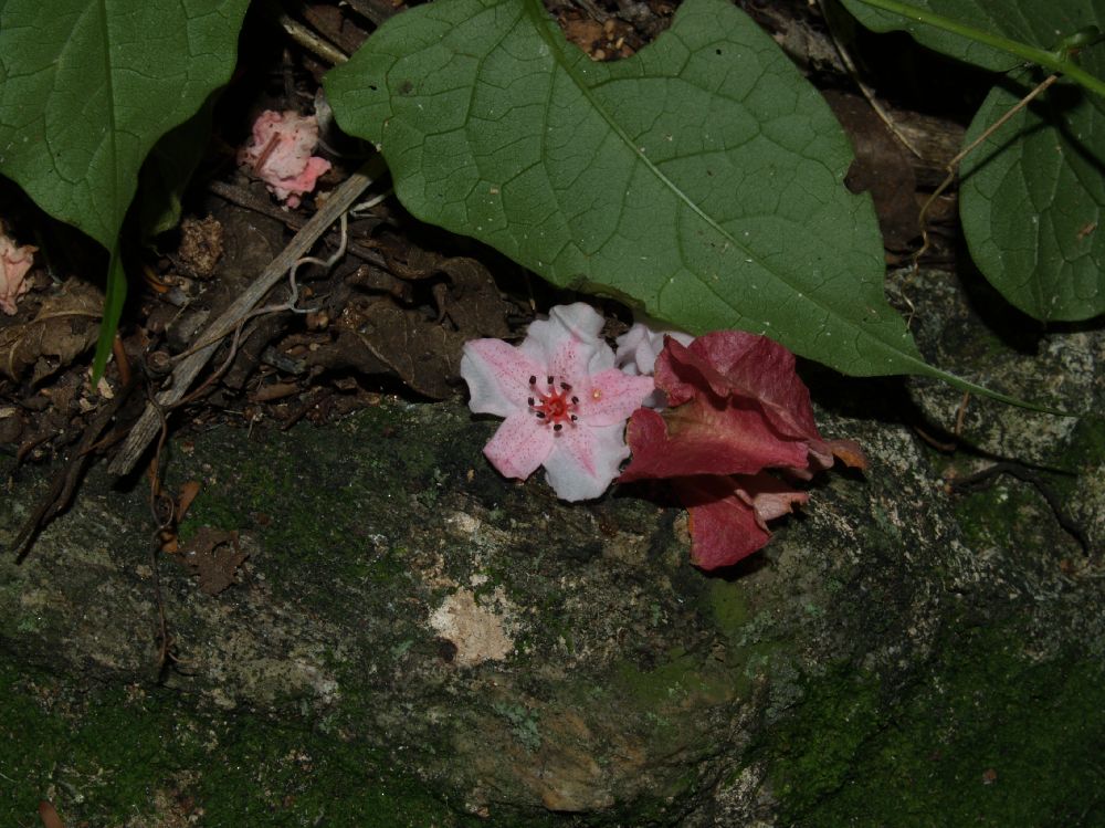 Polygonaceae Antigonon guatimalense