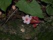 image of Antigonon guatimalense