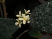 image of Osmanthus fragrans