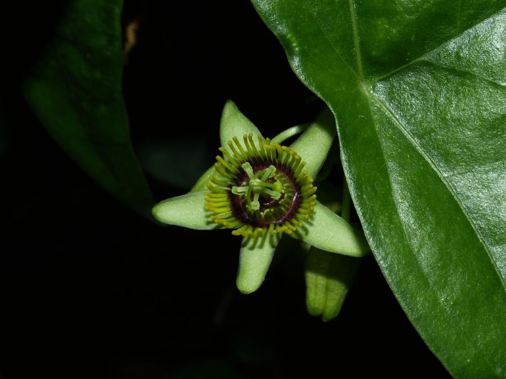 Passifloraceae Passiflora coriacea
