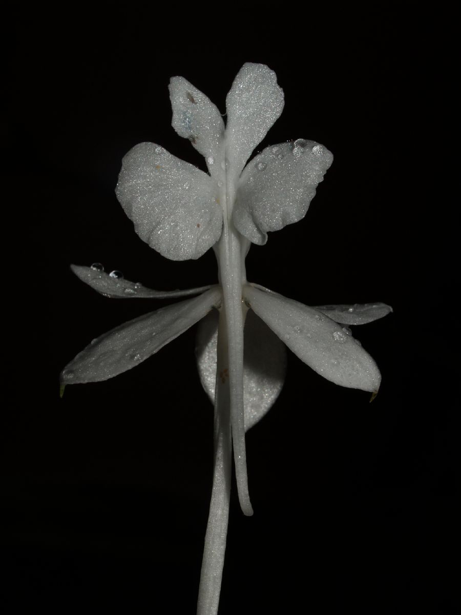 Orchidaceae Sobralia macrantha