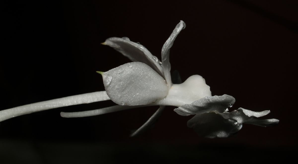 Orchidaceae Sobralia macrantha