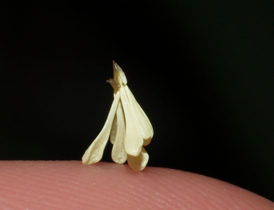 Orchidaceae Sobralia macrantha