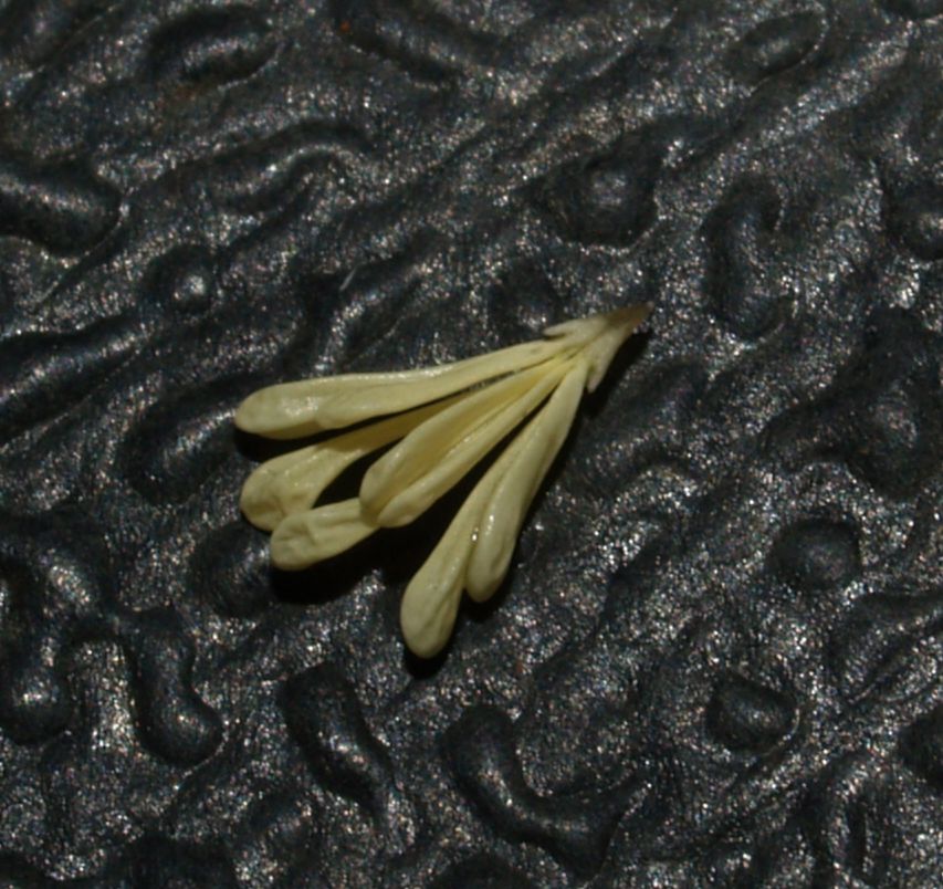 Orchidaceae Sobralia macrantha