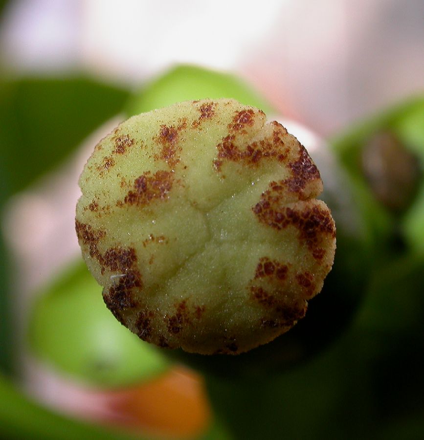 Clusiaceae Garcinia hombroniana